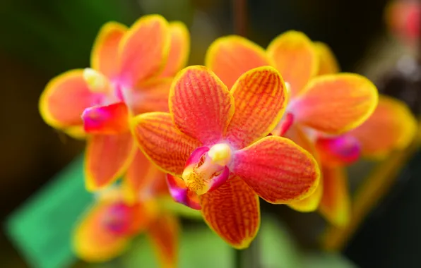 Macro, nature, plant, petals, Orchid