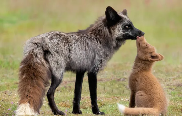 Language, pose, glade, Fox, Fox, weasel, a couple, cub