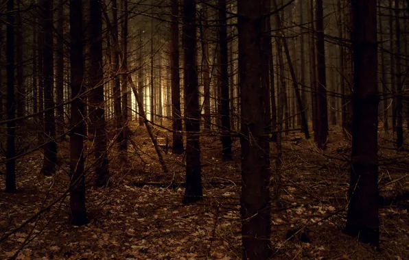 Forest, light, branches, nature, the darkness