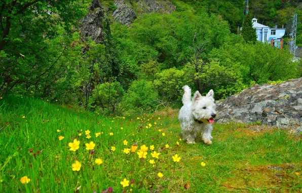 Picture grass, Nature, Dog, Flowers, grass, Dog, nature, Flowers