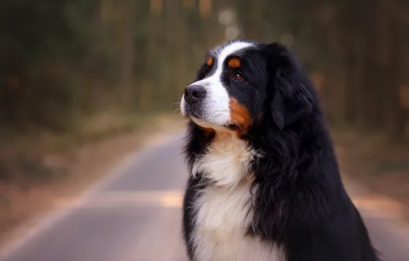 Portrait, dog, Bernese mountain dog