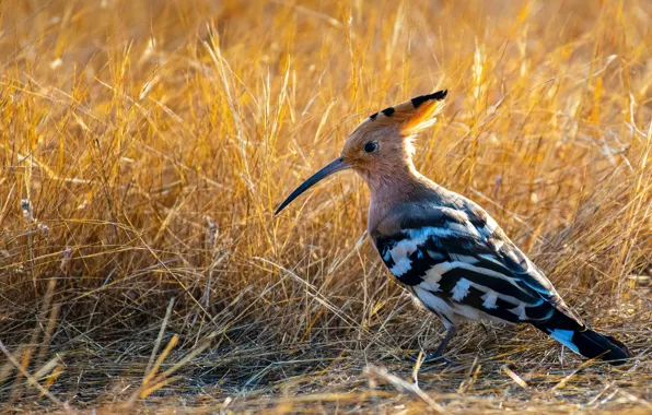 Grass, bird, grass, bird, hoopoe, hoopoe, hoopa epops, Rajukhan Pathan