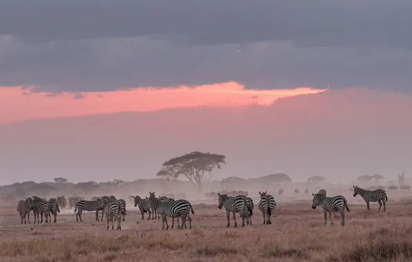 Nature, Africa, Zebra