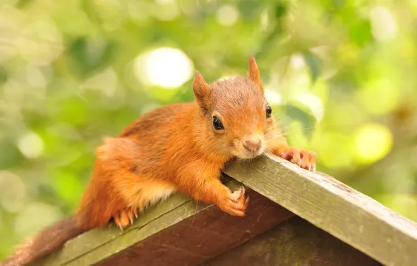 Picture animal, foliage, protein, house, rodent, feeder