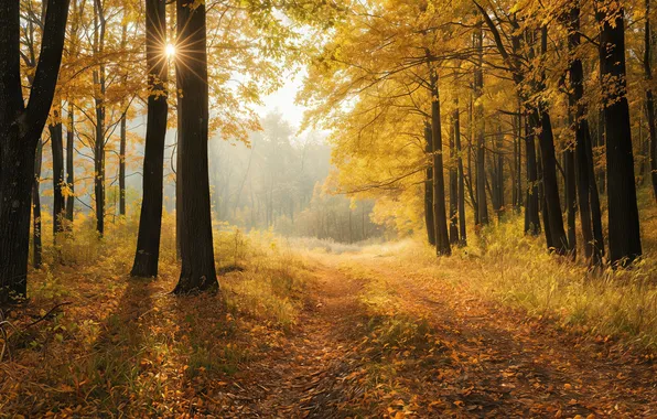 Picture forest, autumn, pathway