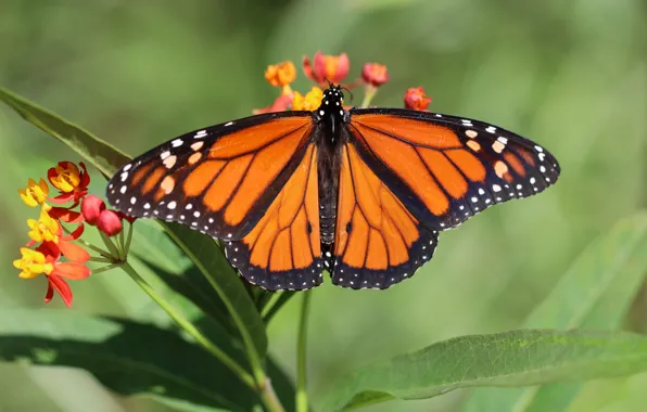Picture leaves, macro, flowers, orange, butterfly, green background
