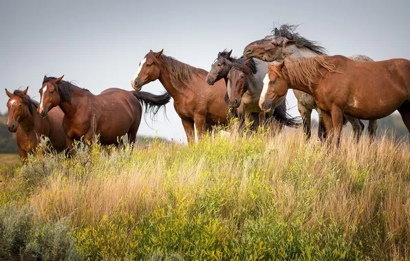 Picture field, grass, wild horses