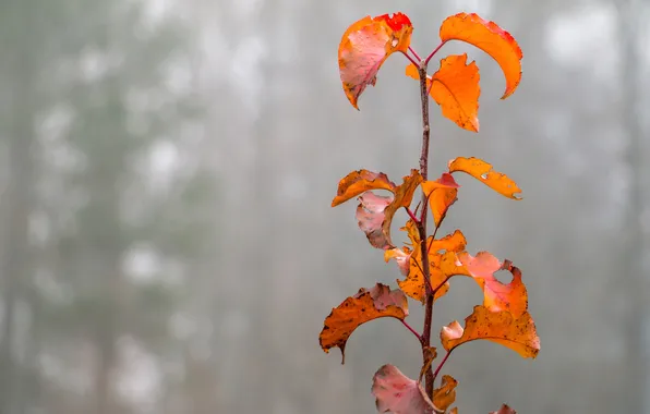 Autumn, leaves, fog, plant, branch