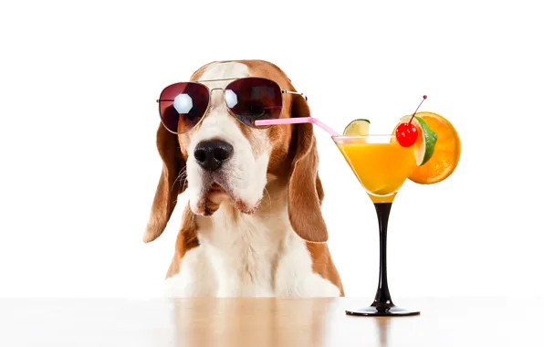 Picture table, glass, orange, humor, glasses, cocktail, white background, lime