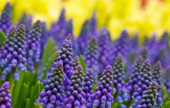 Picture flowers, Muscari, razmytost