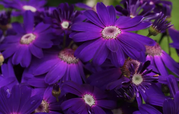 Flowers, close-up, Bush, petals, purple, a lot, osteospermum