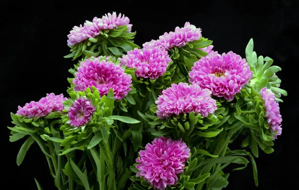 Bouquet, black background, asters