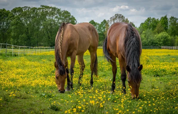 Horses, horse, meadow