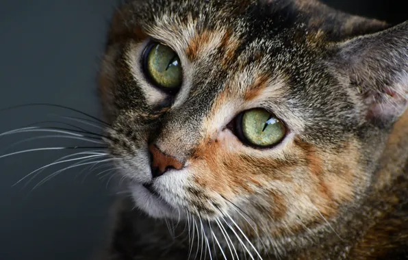 Cat, cat, look, face, pose, portrait, grey background, green eyes