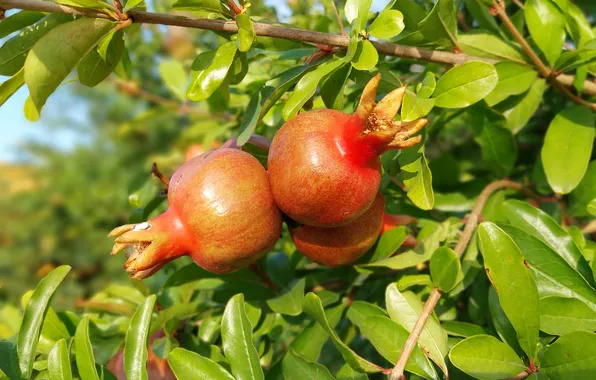 Summer, leaves, branches, tree, fruit, grenades