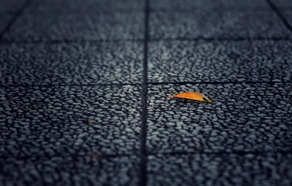 Picture asphalt, macro, yellow, background, earth, widescreen, Wallpaper, leaf