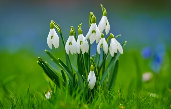 Picture grass, background, spring, snowdrops, bokeh