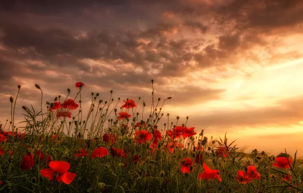 Picture field, clouds, flowers, Maki, meadow