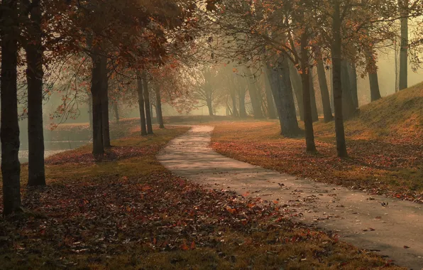Autumn, leaves, trees, fog, lake, Park, the way