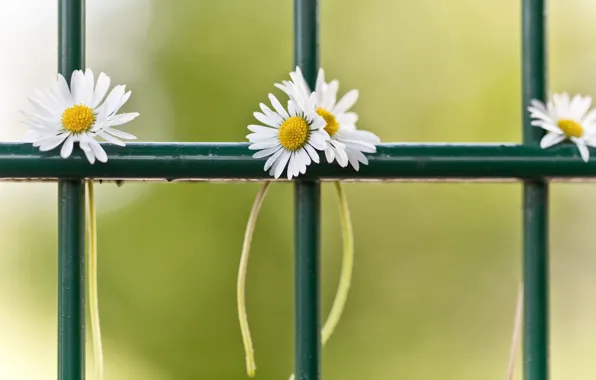 Picture macro, the fence, chamomile
