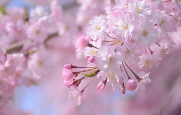 Picture pink, branch, spring, Sakura