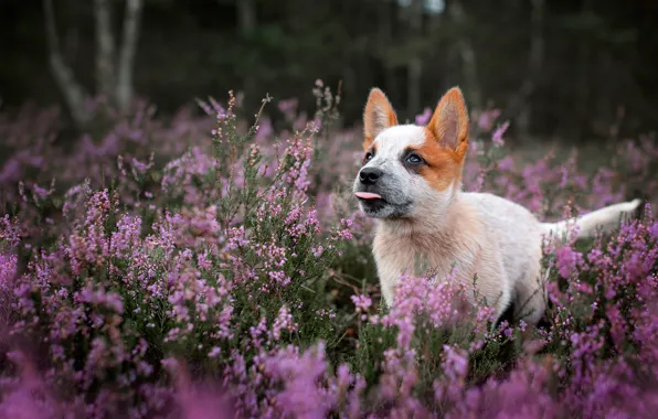 Look, flowers, nature, dog, puppy, walk, Heather
