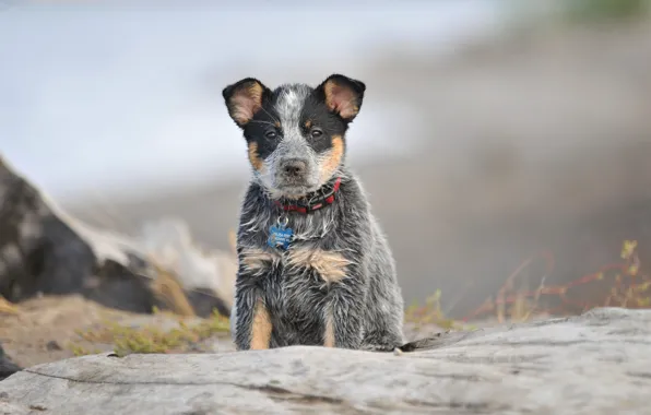 Picture look, background, each, dog