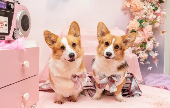 Dogs, look, flowers, girls, bouquet, boxes, Mat, bows