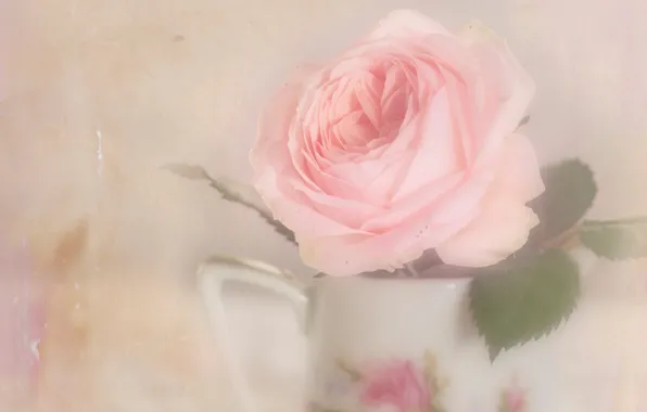 Picture leaves, flowers, background, roses, light, art, haze, pitcher
