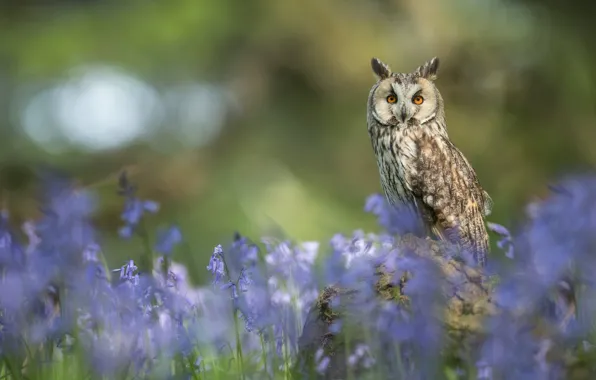 Flowers, owl, bird, bells, bokeh, Long-eared owl