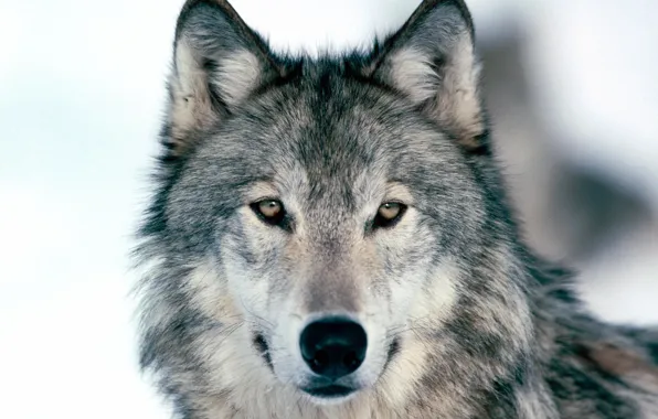 Picture eyes, look, face, grey, wolf