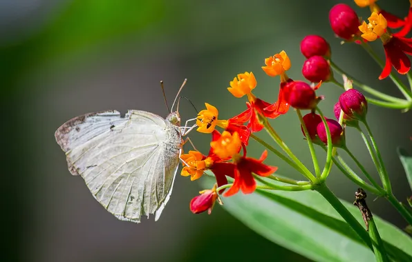 Flowers, macro, butterfly, wings, beautiful, closeup