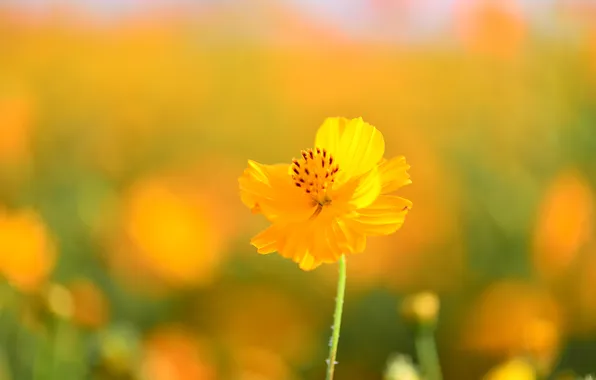 Picture flower, yellow, background, kosmeya