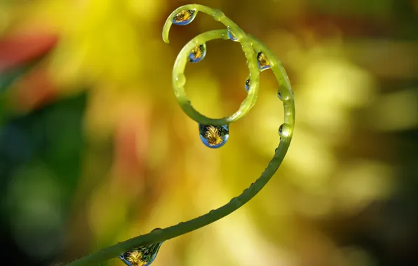 Drops, macro, nature, plant, spiral