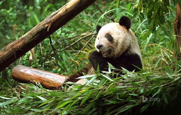 Picture forest, leaves, bear, Panda, China, zoo, Chongqing, bumbuk