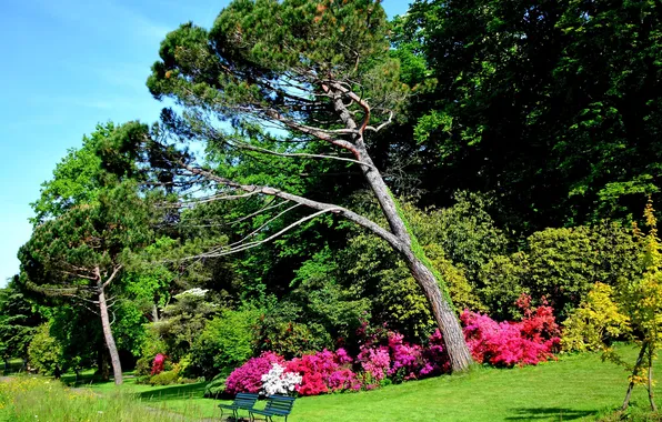 Picture greens, grass, trees, Park, Switzerland, track, benches, the bushes