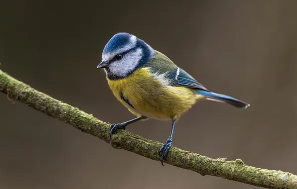 Picture bird, branch, blue tit