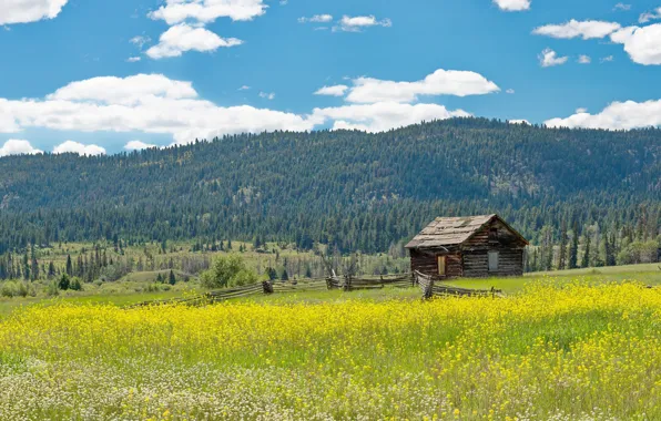 Field, forest, clouds, flowers, mountains, comfort, house, blue