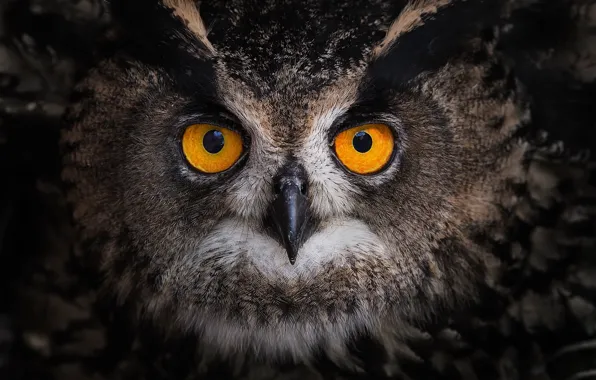Look, owl, bird, feathers, eyes, Owl
