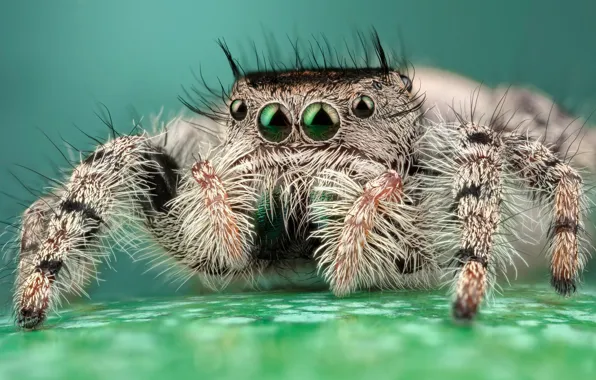 Eyes, macro, pose, background, legs, light, spider, hairy