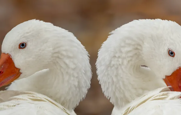 Pair, white, geese