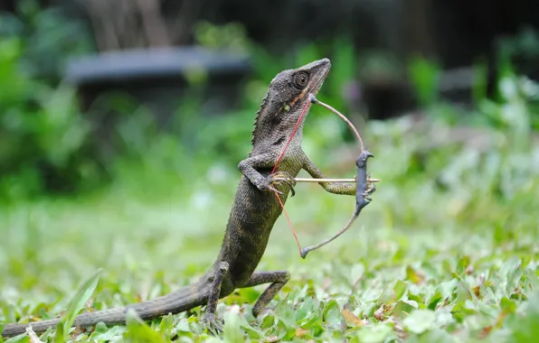Lizard, bow, shooting, arrow, stand, Archer, shooter, reptile