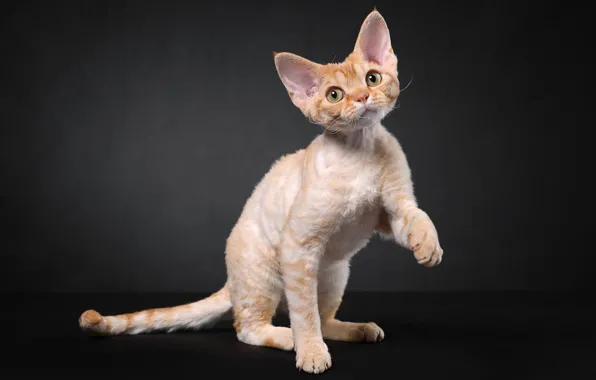 Cat, kitty, red, Sphinx, Studio, Cornish Rex
