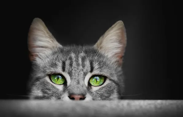 Eyes, cat, grey, fluffy, ears, green eyes