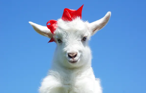 Bow, goat, goat, goat