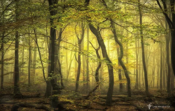 Picture forest, trees, branches, fog, Netherlands, Lars van de Goor