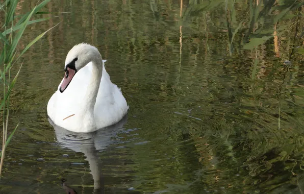 Water, lake, bird, reed, Swan, Akela White