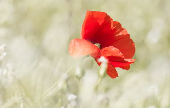 Flower, Mac, bokeh