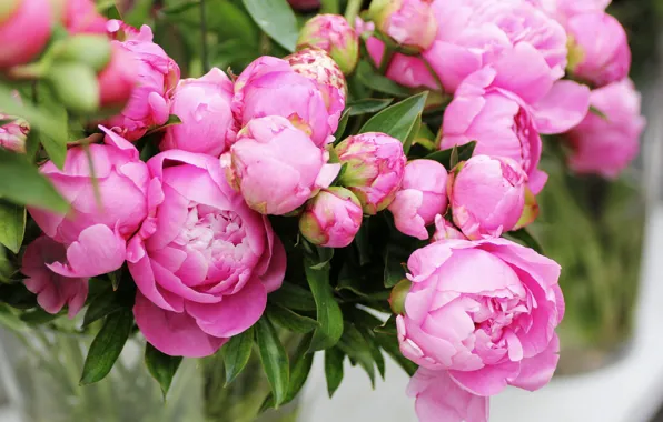 Picture flowers, bouquet, buds, peonies