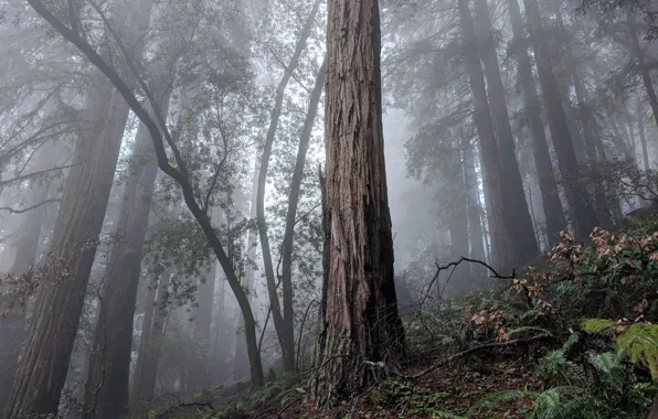 Trees, nature, fog, USA, Muir Forest